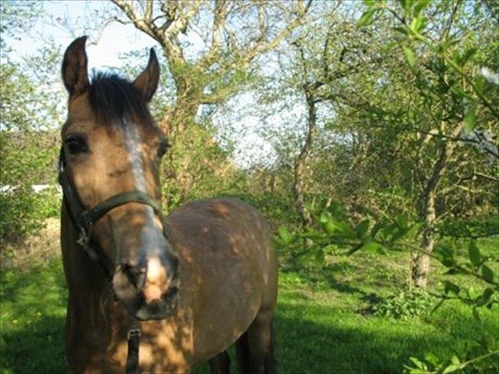 Welsh Cob (sec D) Triumph F. Lillenæsgaard billede 5