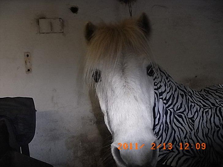 Svensk Sportspony  champis - vores nye zebra hest :-) billede 12