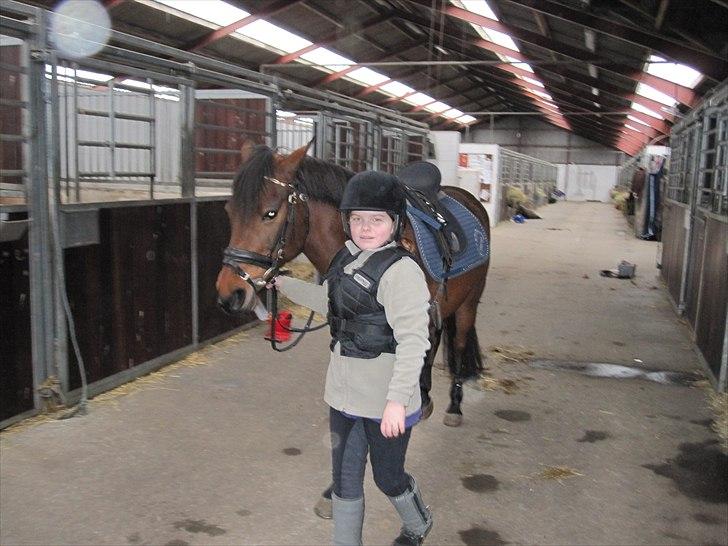 Anden særlig race Cher - Cher ( - : billede 13