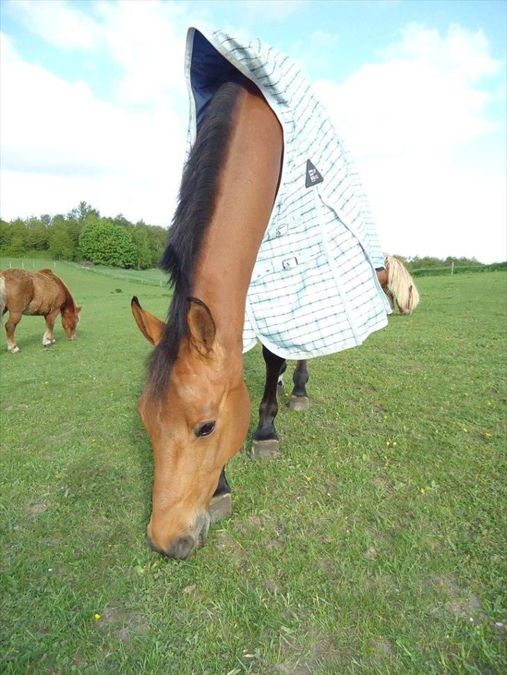 Anden særlig race Ibsalon billede 16