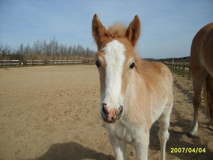 Haflinger Liane Wican - er hun ikke smuk og sød billede 1