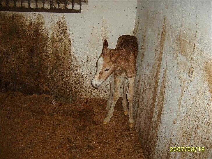 Haflinger Liane Wican - Liane helt alene i verden : ) billede 2