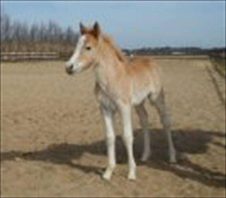 Haflinger Liane Wican - Liane siger se på mig: ) billede 3