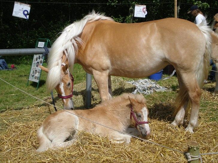 Haflinger Liane Wican - Liane er til dyrskuge med sin mor:: )  billede 5