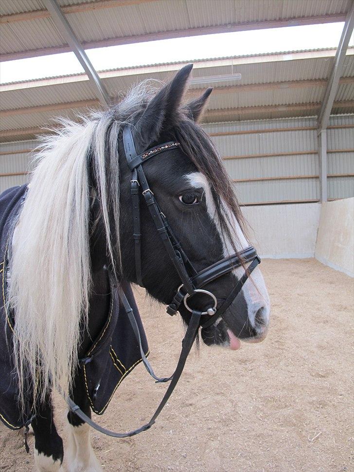 Irish Cob IrishSwan's Babeth Mischa - Så smuk man er :) billede 19