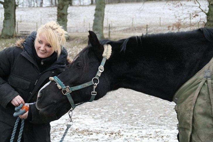 Welsh Cob (sec D) Valhallas Jesse James - 15) Hey! Gulerod - Gi´ mig! :D billede 15