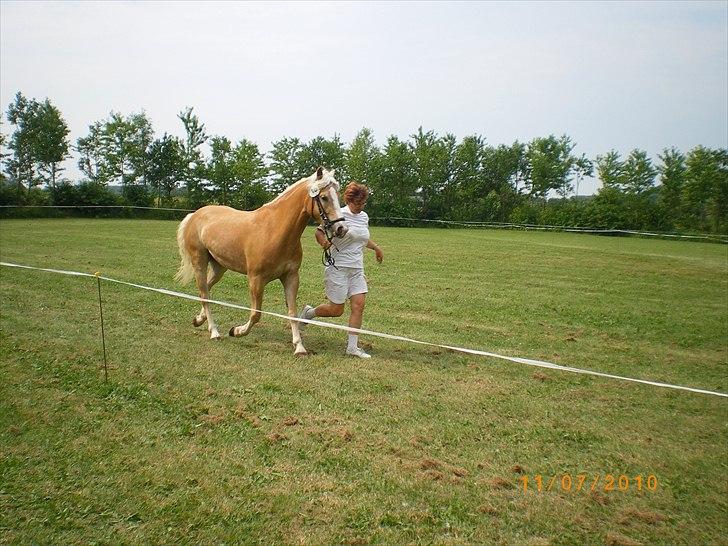 Haflinger Liane Wican - jeg er til dyrskuge og jeg løber sammen med min mors mor:: ) billede 7