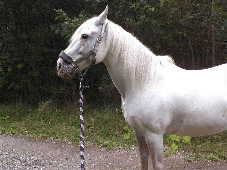 Anden særlig race COCO billede 4