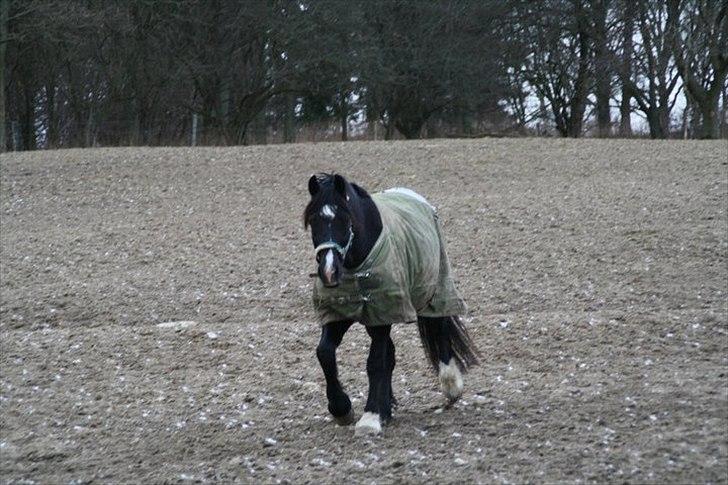 Welsh Cob (sec D) Valhallas Jesse James - 16) Ham den skønne kommer jo når man kalder på ham <3 billede 16