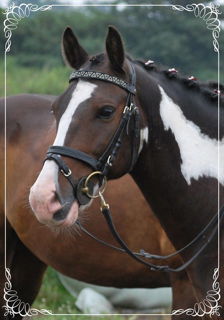 Anden særlig race Søndergårdens Negro billede 7