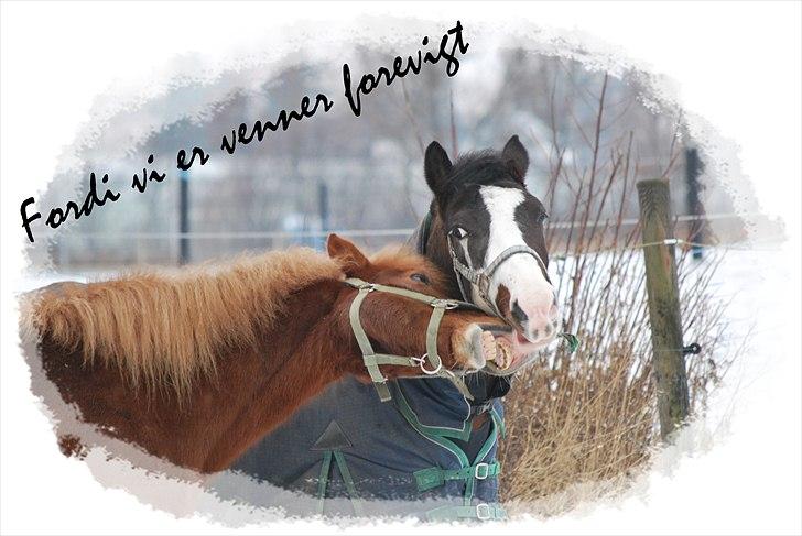 Anden særlig race Søndergårdens Negro billede 9