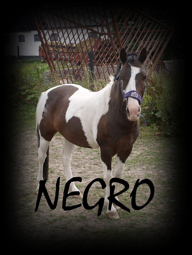 Anden særlig race Søndergårdens Negro billede 10