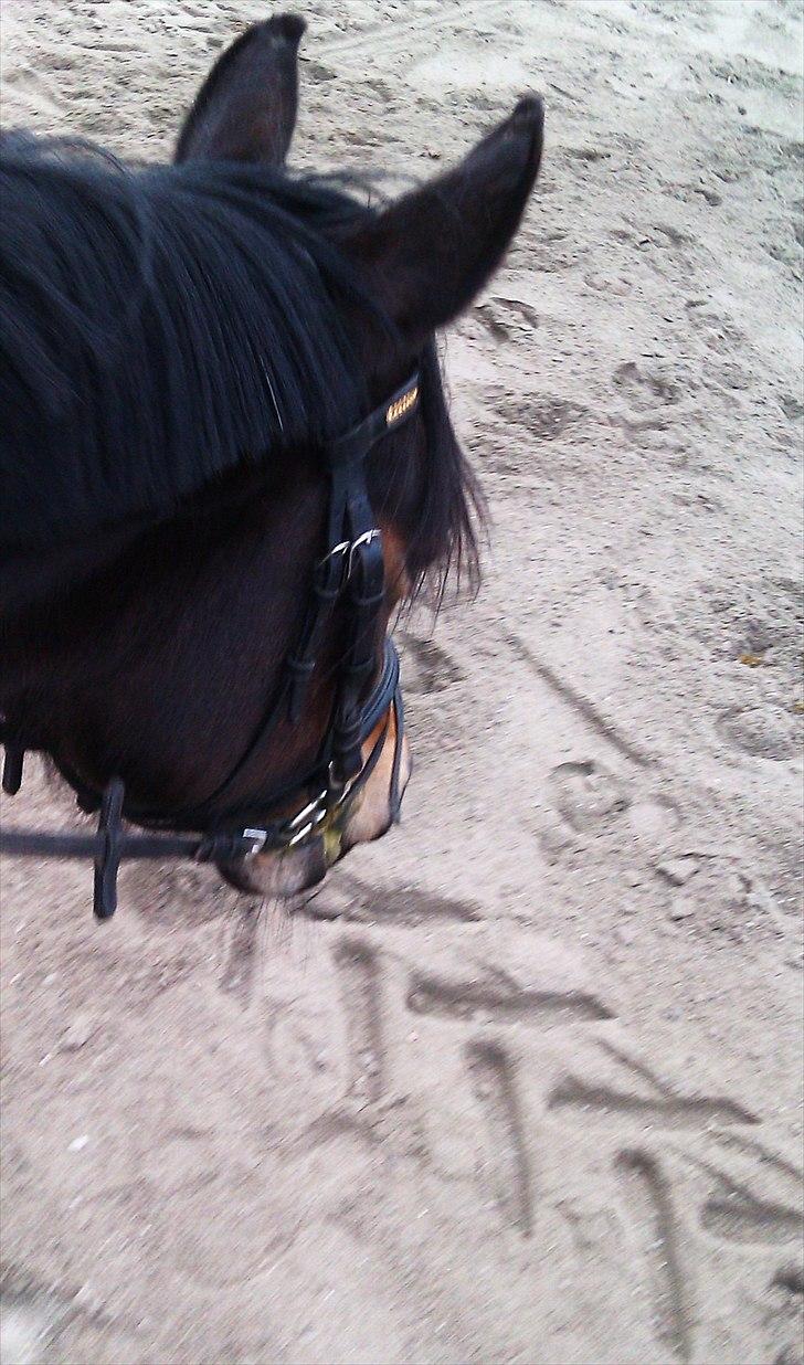 Anden særlig race Troldegårdens Bailey  billede 4