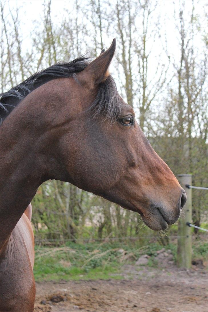 Tysk Varmblod Stald Mejses Rocky billede 1