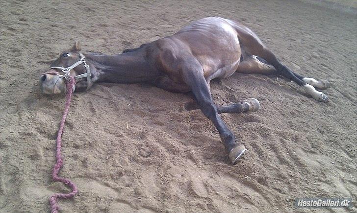 Tysk Varmblod Stald Mejses Rocky - Død? nej, han ligger og slapper af med ondt i maven. (heste med kolik må gerne ligge ned, bare de ikke ruller sig!!!).  billede 3