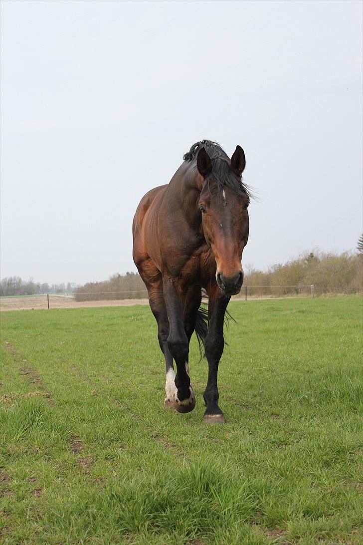 Tysk Varmblod Stald Mejses Rocky billede 6