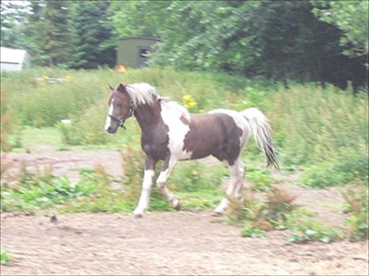 Pinto Romeo - Jamba Romeo´s far billede 6