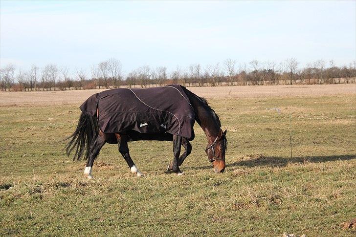 Tysk Varmblod Stald Mejses Rocky - på fold billede 7