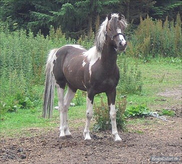 Pinto Romeo - Jamba billede 7