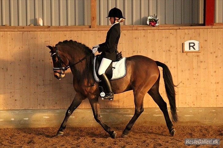 New Forest Kantje's Thierry B-pony RIP billede 6