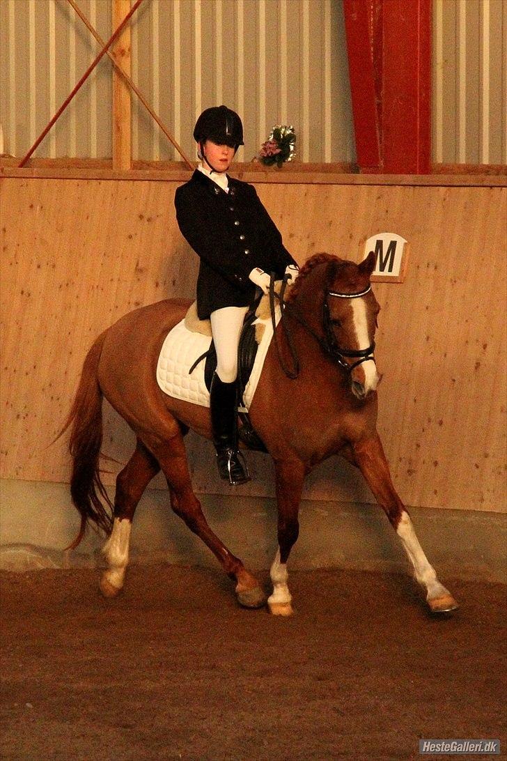Tysk Sportspony Vanja 2 *Halv A-pony* - Til stævne på AAGS (: taget af Laura Bogut! billede 5
