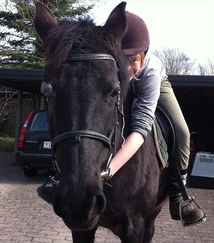 New Forest Kimberly |Prinsesse| billede 1