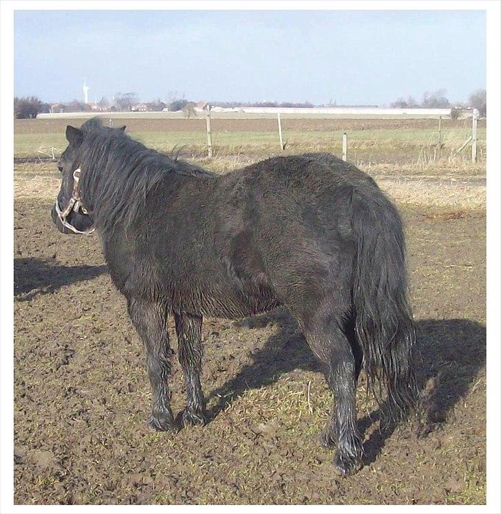 Anden særlig race Buller billede 12