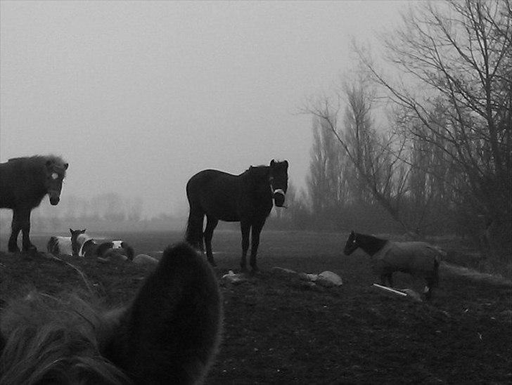 New Forest Kimberly |Prinsesse| billede 4