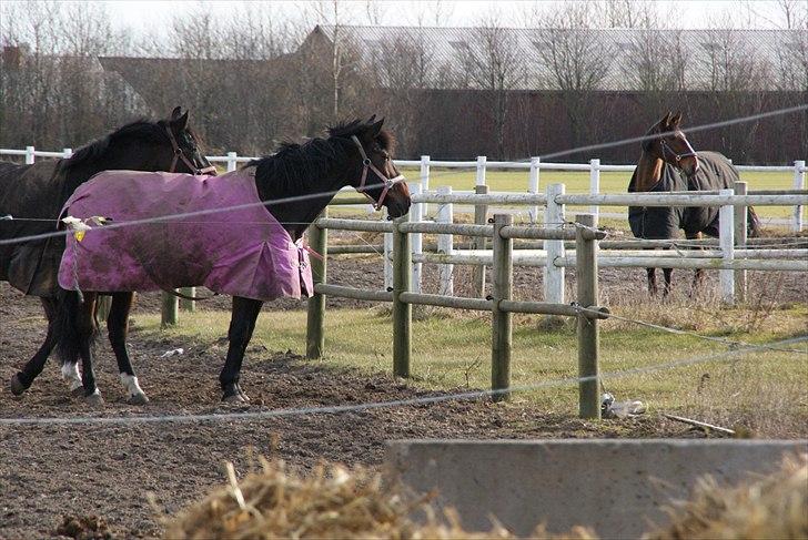 Anden særlig race Rea - En hverdag på marken, med lidt blæse vejr . billede 20