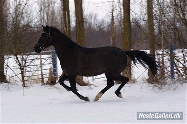 New Forest Kimberly |Prinsesse| billede 5