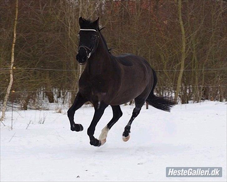 New Forest Kimberly |Prinsesse| billede 6