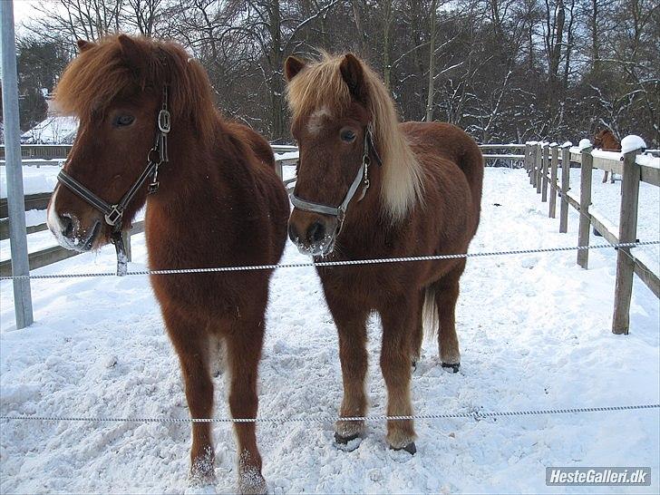 Islænder Gnótt fra Langtved - Gnótt & Syrpa i Sneen :D (Taget af Frederikke Felding)  billede 16