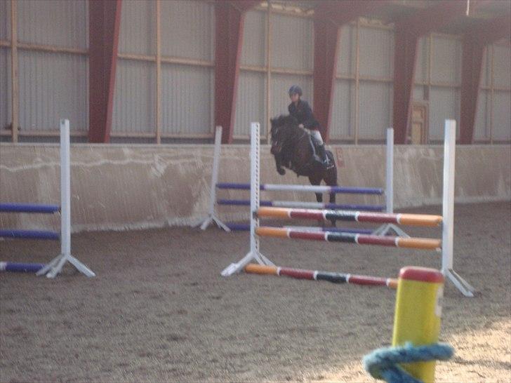 Anden særlig race Dixie - stævne foto: mor billede 15