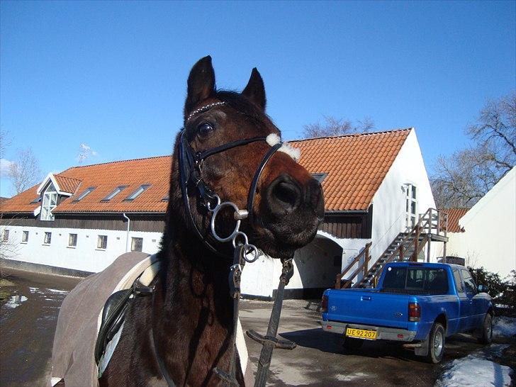 Anden særlig race Dixie - foto:mollie billede 16