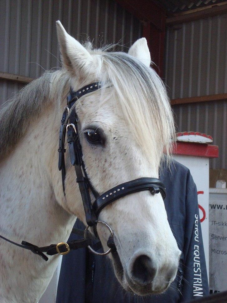 Anden særlig race milan - stævne :) foto:mollie billede 5