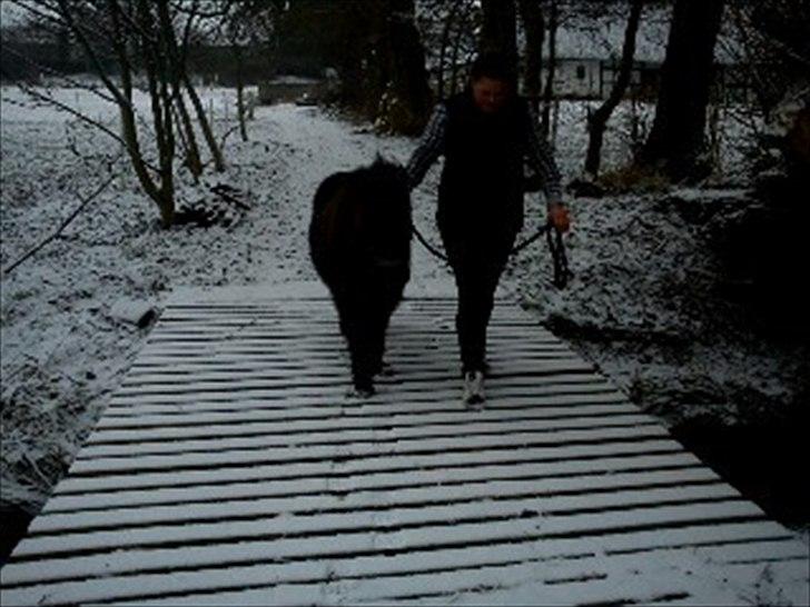 Shetlænder Esprit MS (T. låne pony)  - Esprit på en gå tur over broen billede 1