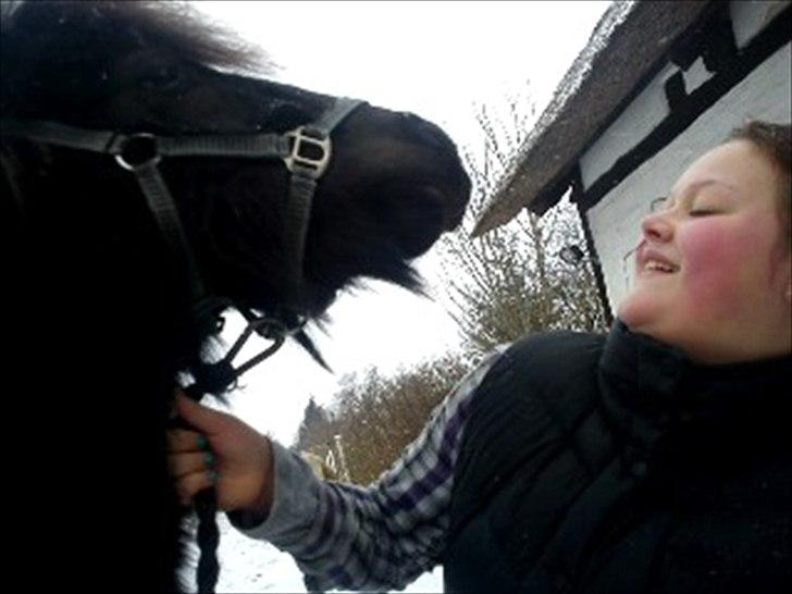 Shetlænder Esprit MS (T. låne pony)  - Smil spritte billede 2