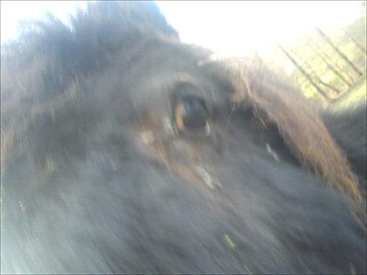 Shetlænder Esprit MS (T. låne pony)  - sprittens øje billede 3