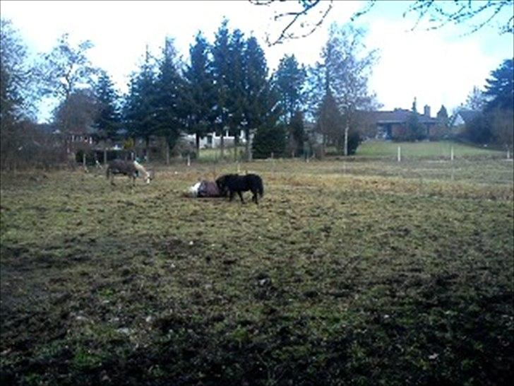 Shetlænder Esprit MS (T. låne pony)  - spritte :) billede 5