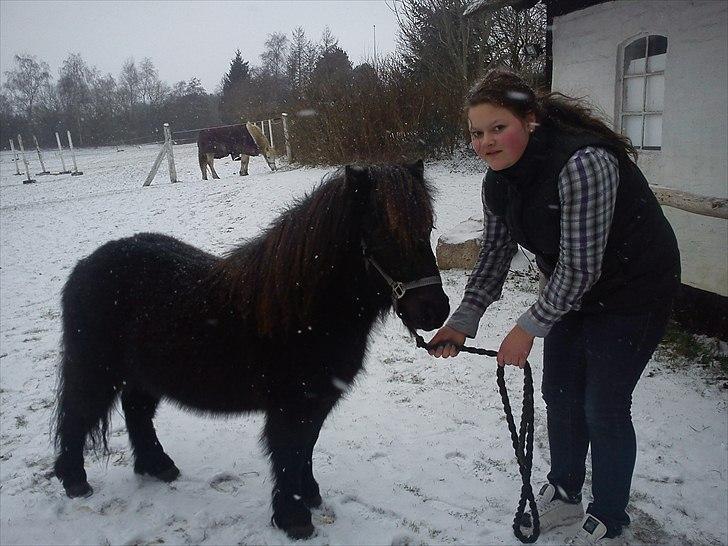 Shetlænder Esprit MS (T. låne pony)  - spritte i sneen billede 6