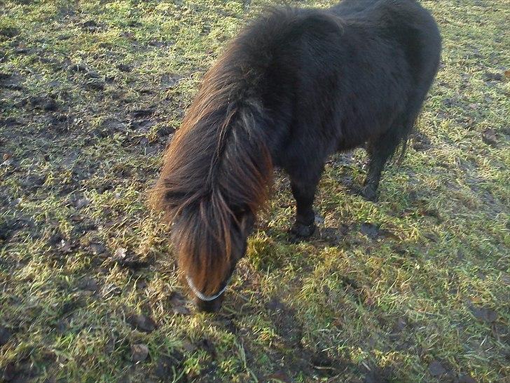 Shetlænder Esprit MS (T. låne pony)  - NAAM græs billede 7