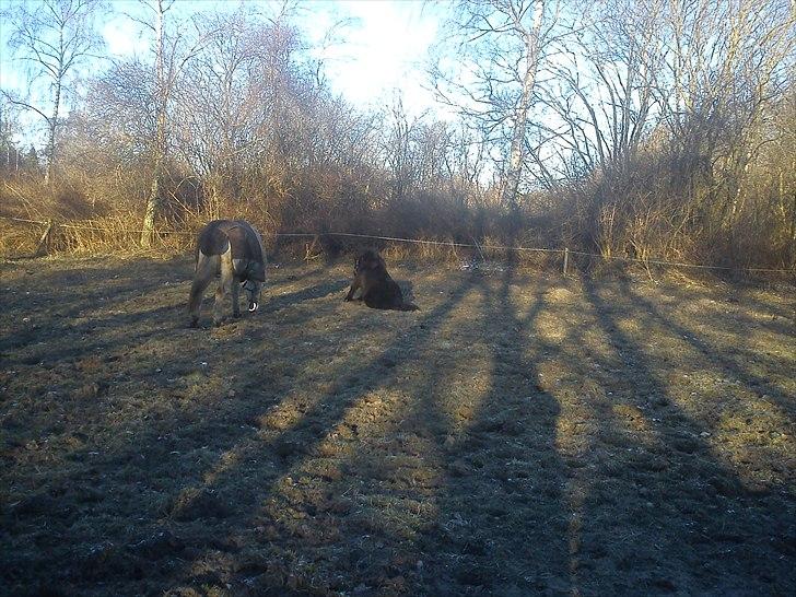 Shetlænder Esprit MS (T. låne pony)  - spritter der sidder ned billede 8