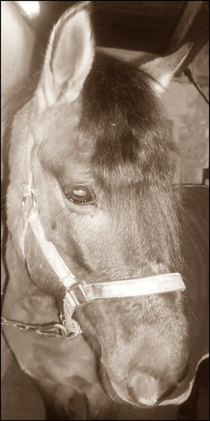 Konik Polski Nugat  - Nugat. (L)L) billede 1