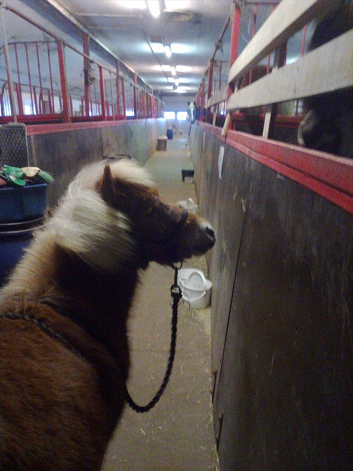 Shetlænder Carlo - Carlo som udforsker stalden <3 billede 10