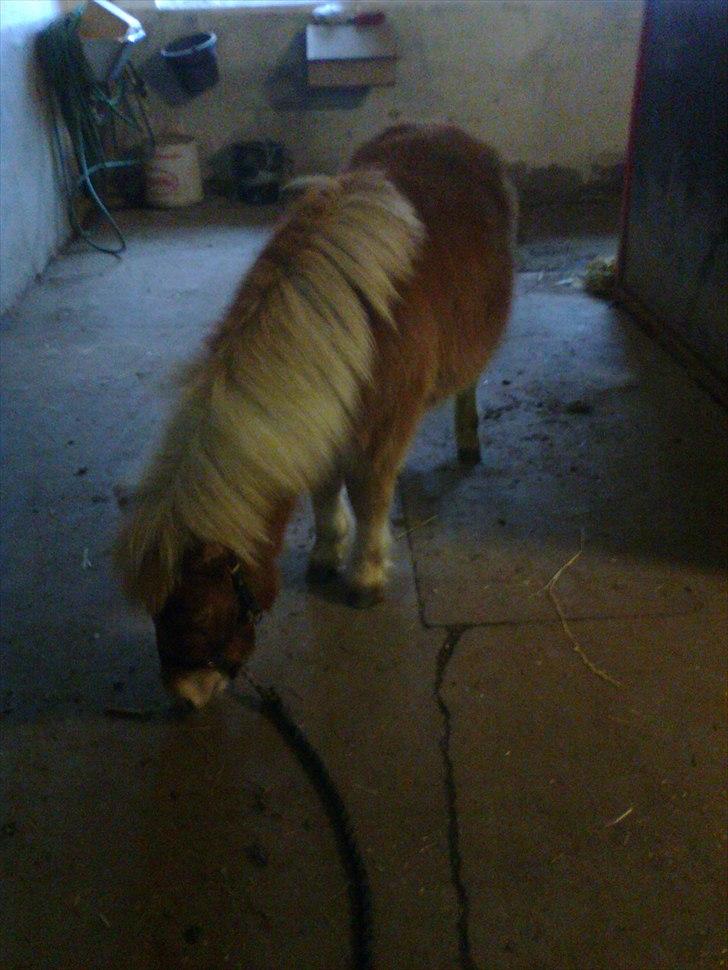 Shetlænder Carlo - Carlo som lige er blevet striglet <3333 billede 11