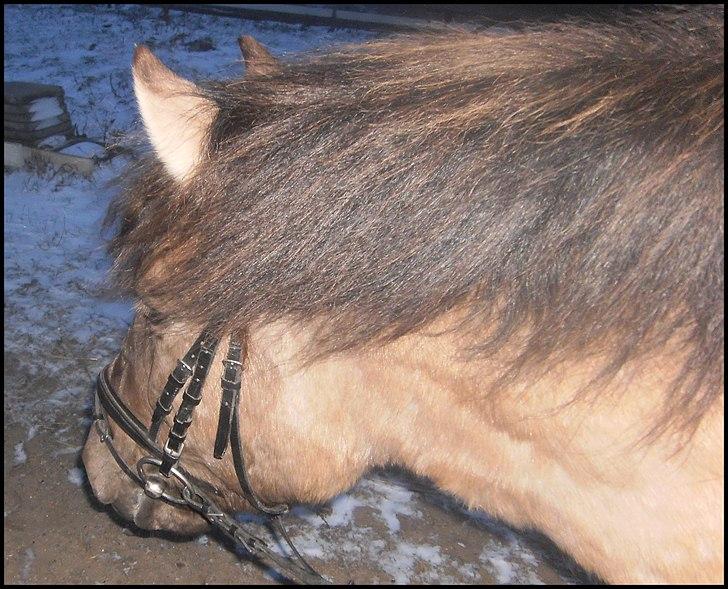 Konik Polski Nugat  - Smukke ponze. :I billede 4