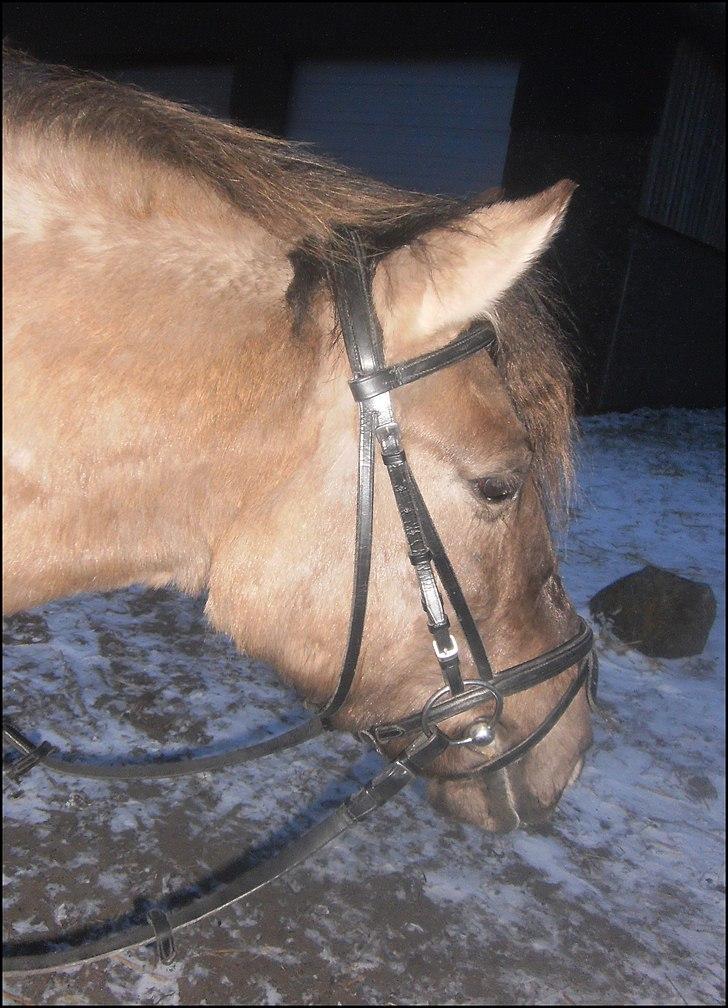 Konik Polski Nugat  - :* billede 6