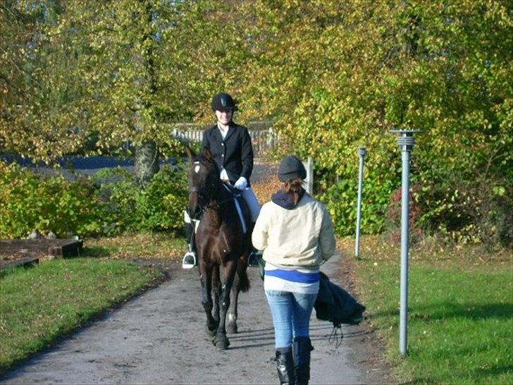 Anden særlig race Safir - Her lige kommet ud fra banen efter Safirs første tur på udebane med hendes nye rytter (: . En meget tilfreds mig på vej hen for at sige "Godt Gået!" billede 3