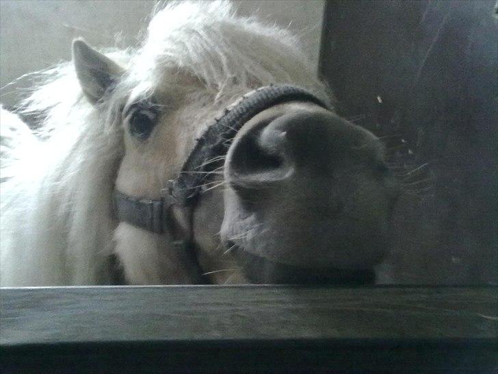 Shetlænder Sylvester (savnet) billede 1