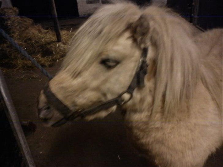 Shetlænder Sylvester (savnet) billede 2